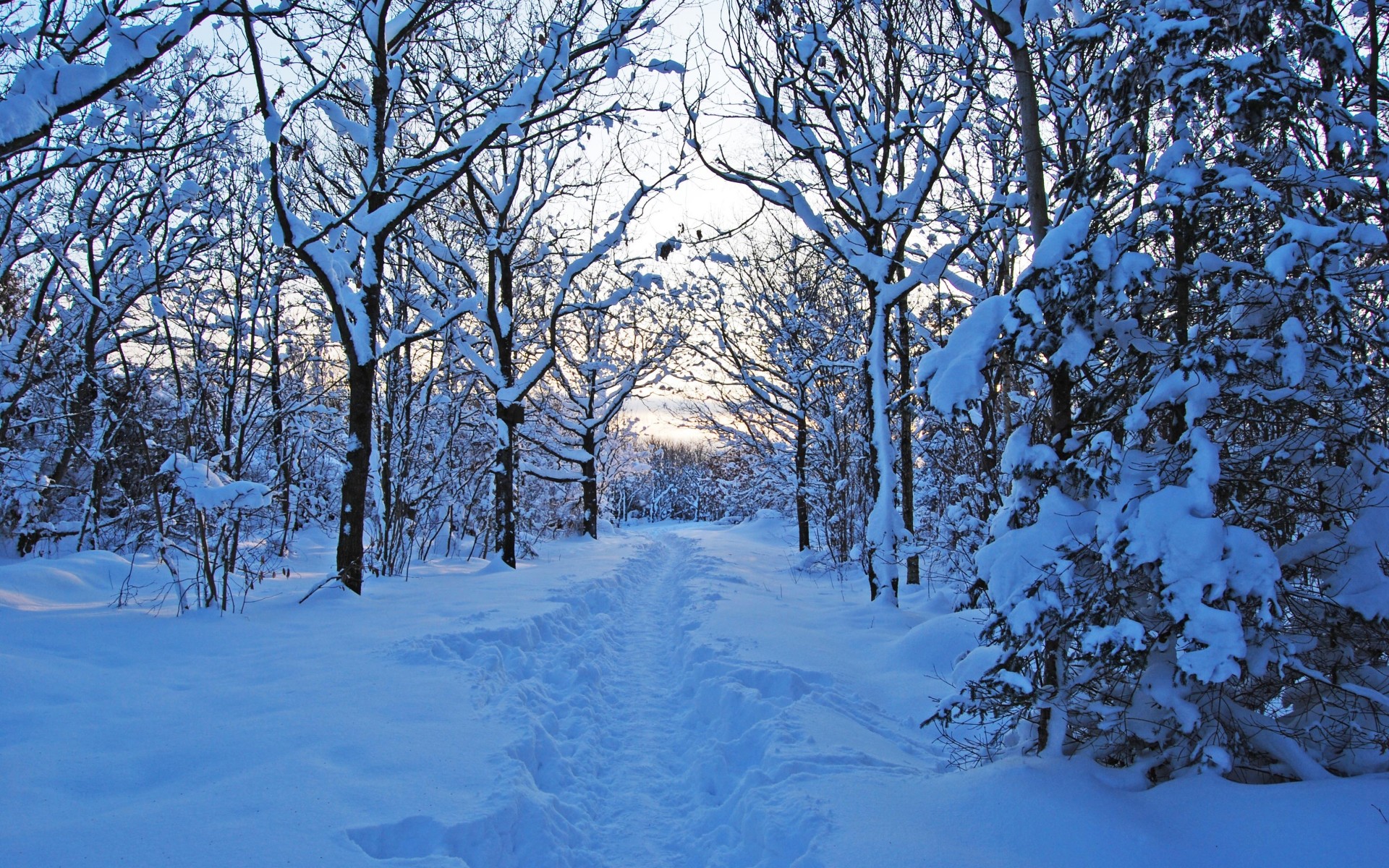 forest, Snow, Nature, Trees, Winter, Path, Trail Wallpaper