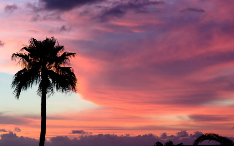 sunset, Sky, Clouds, Palm, Trees HD Wallpaper Desktop Background
