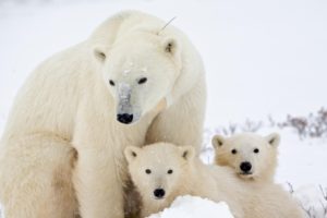 polar, Bears, Cute, Baby, Animal