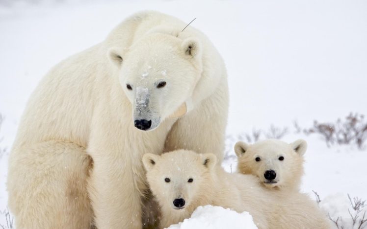 polar, Bears, Cute, Baby, Animal HD Wallpaper Desktop Background