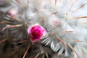 cactus, Flower, Macro, Spines, Bud, Spring, Flowering
