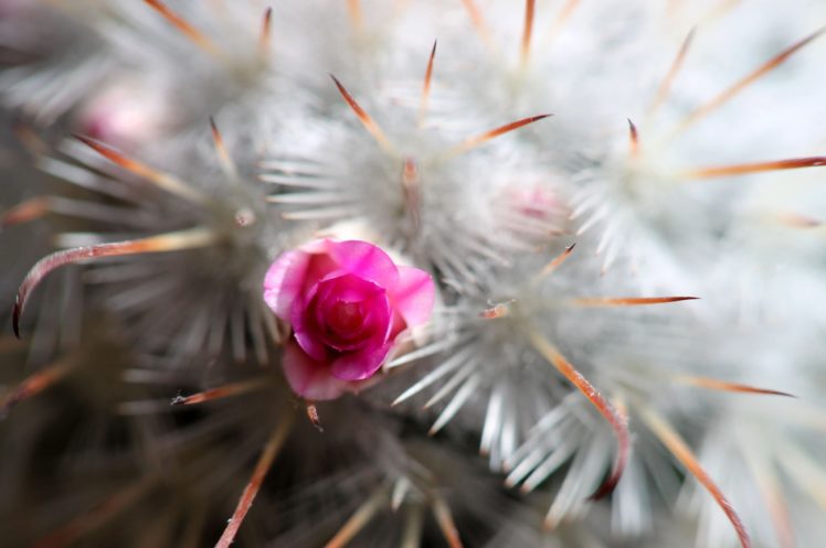 cactus, Flower, Macro, Spines, Bud, Spring, Flowering HD Wallpaper Desktop Background