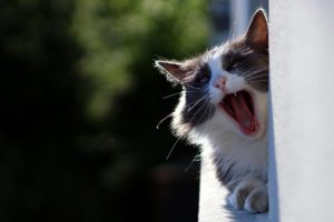 cat, Yawn, Mood