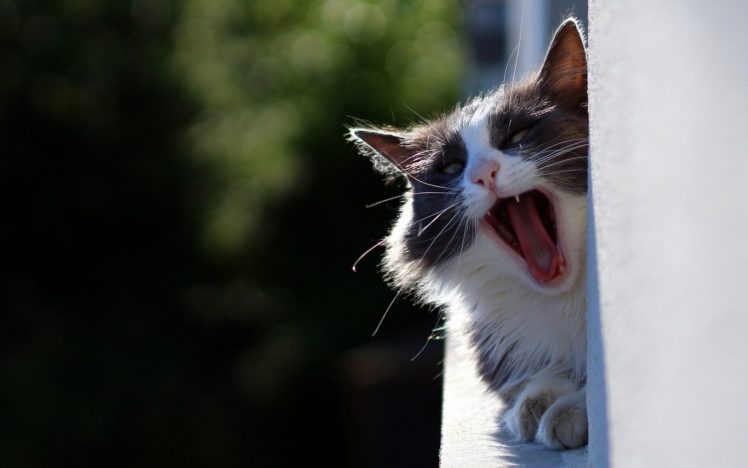 cat, Yawn, Mood HD Wallpaper Desktop Background