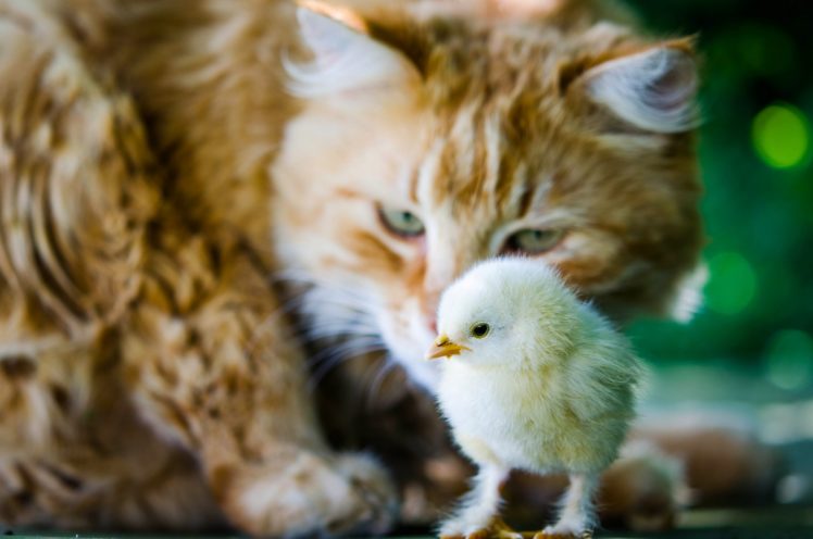 cat, Chicken, Chick, Situation, Baby, Bird, Mood HD Wallpaper Desktop Background