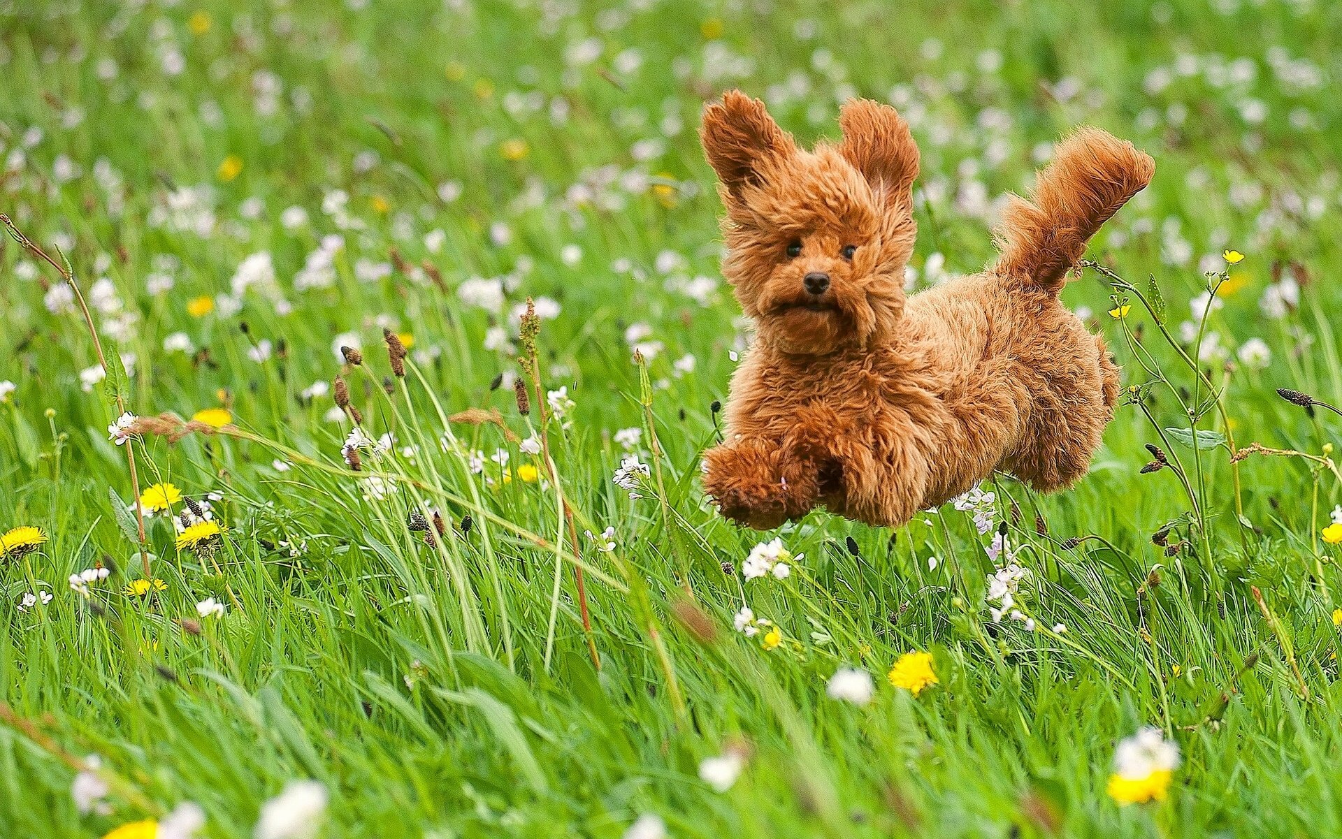 dog, Puppy, Toy, Poodle, Poodle, Walk, Meadow, Grass, Flowers, Joy, Mood Wallpaper