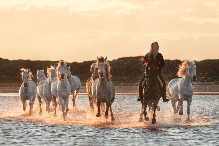 herd, Of, Horses, Horse, Morning, Dawn, River, Water, Girl, Cowboy, Mood, Drops HD Wallpaper Desktop Background