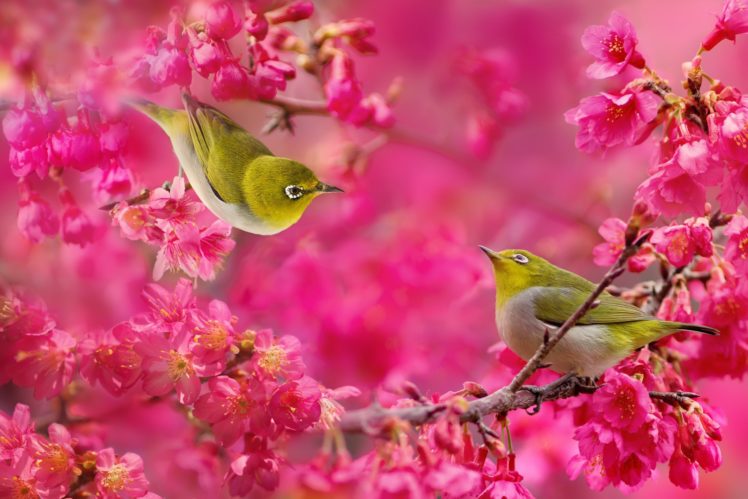 japanese, White eye, Birds, Couple, Sakura, Cherry, Blossoms, Flowers, Branches HD Wallpaper Desktop Background