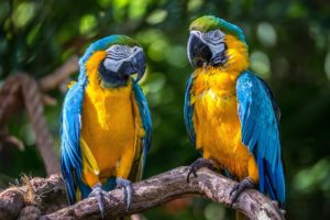 macaw, Macaws, Parrot, Birds, Couple, Tropical