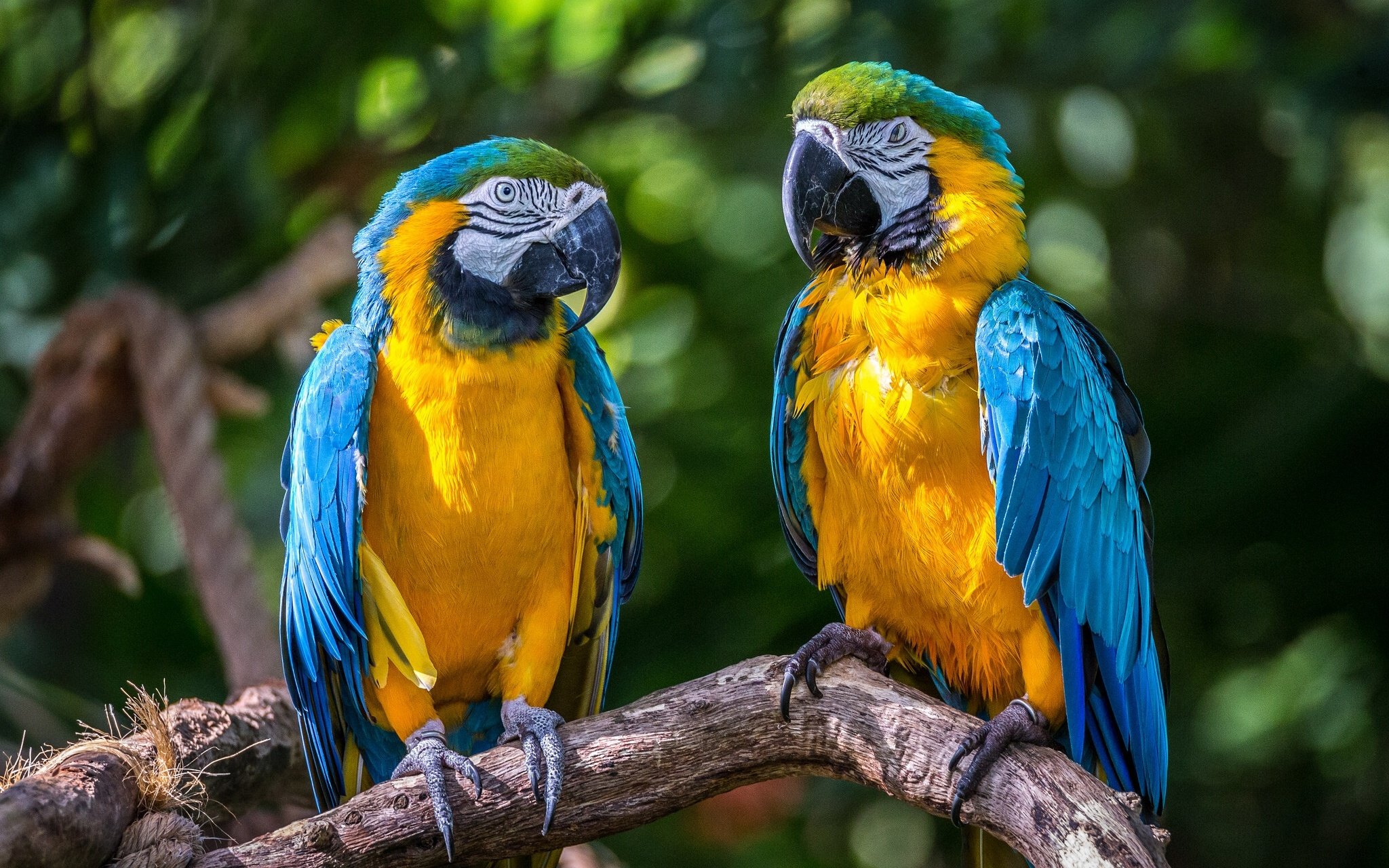 macaw, Macaws, Parrot, Birds, Couple, Tropical Wallpaper