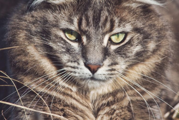 wild, Cat, Muzzle, Whiskers, Eyes HD Wallpaper Desktop Background