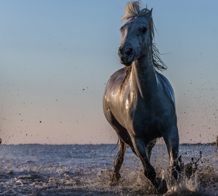 horse, Water, Spray, Lake, Ocean, Sea, Drops HD Wallpaper Desktop Background