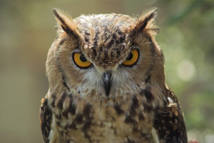 owl, Bird, Eyes, Eye HD Wallpaper Desktop Background