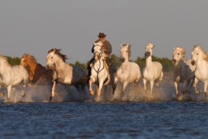 river, Morning, Cowboy, Horseman, Equestrian, Horses, Swim, Western, Rustic, People
