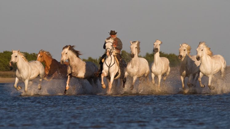 river, Morning, Cowboy, Horseman, Equestrian, Horses, Swim, Western, Rustic, People HD Wallpaper Desktop Background