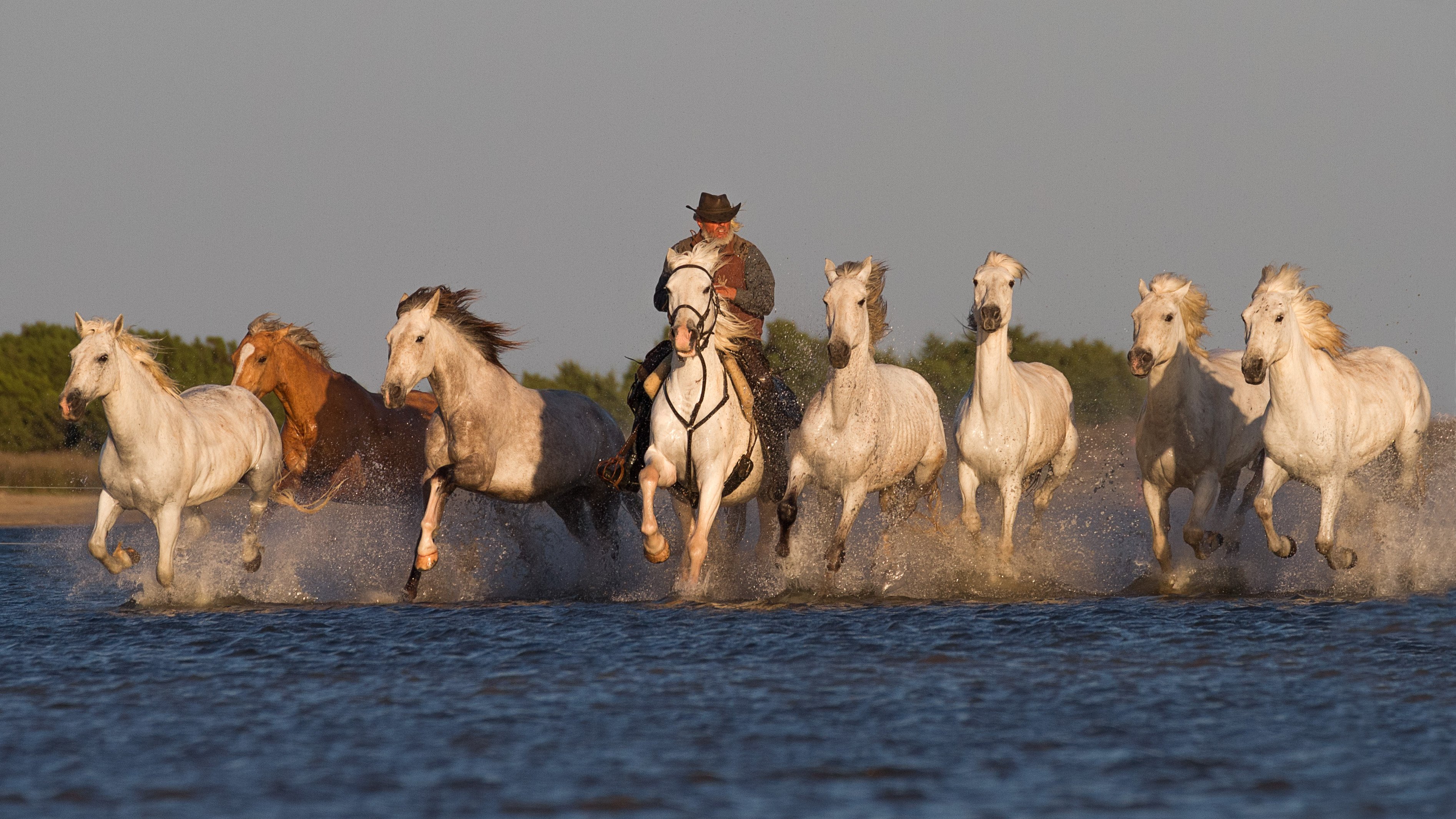 river, Morning, Cowboy, Horseman, Equestrian, Horses, Swim, Western, Rustic, People Wallpaper