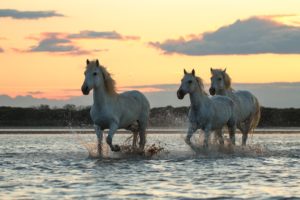 morning, River, Sunrise, Dawn, Horses, Horse, Swimming