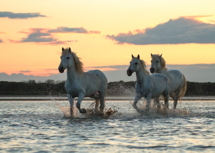 morning, River, Sunrise, Dawn, Horses, Horse, Swimming HD Wallpaper Desktop Background