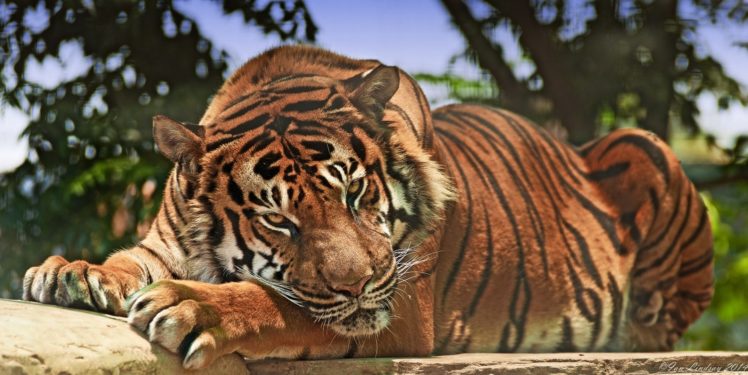 tiger, Wild, Cat, Predator, Look HD Wallpaper Desktop Background