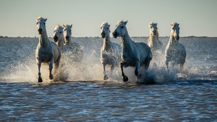 horse, Drops, Ocean, Sea, Lake, River HD Wallpaper Desktop Background