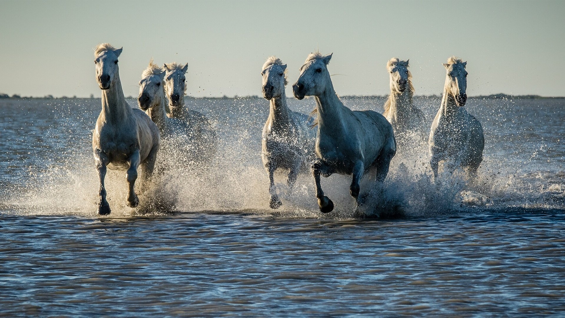 Hình ảnh này kết hợp giữa vẻ đẹp của ngựa và những phong cảnh đẹp như đổ thác, đại dương, biển, hồ, sông sẽ khiến bạn cảm thấy như đang phiêu lưu trong một thế giới hoang dã đầy mê hoặc.