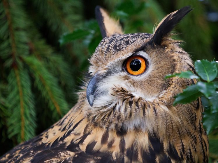 great, Horned, Owl, Owl, Owl, Bird, Portrait, Forest, Eyes, Eye HD Wallpaper Desktop Background