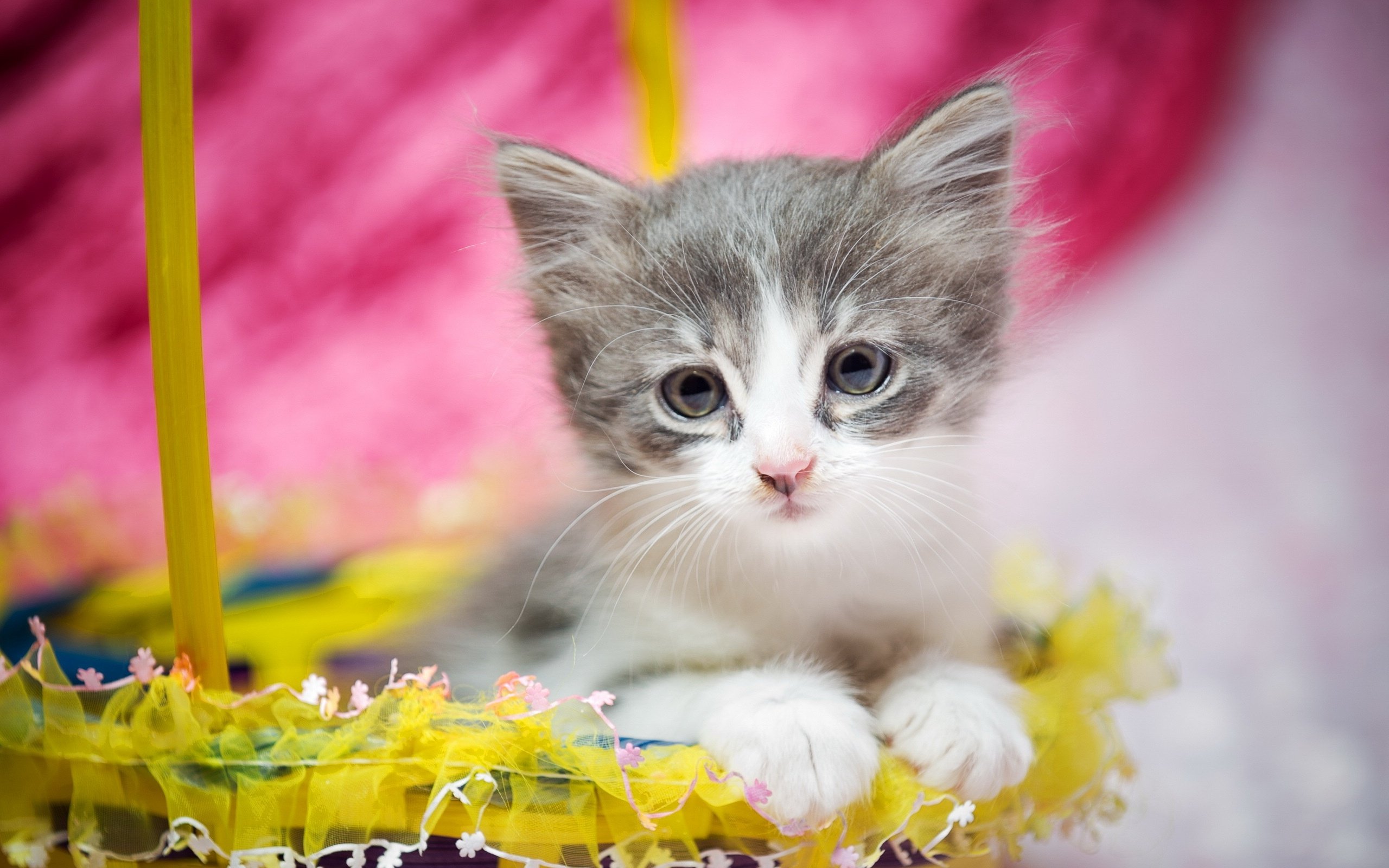 kitten, Baby, Basket, Cat, Easter Wallpapers HD / Desktop ...