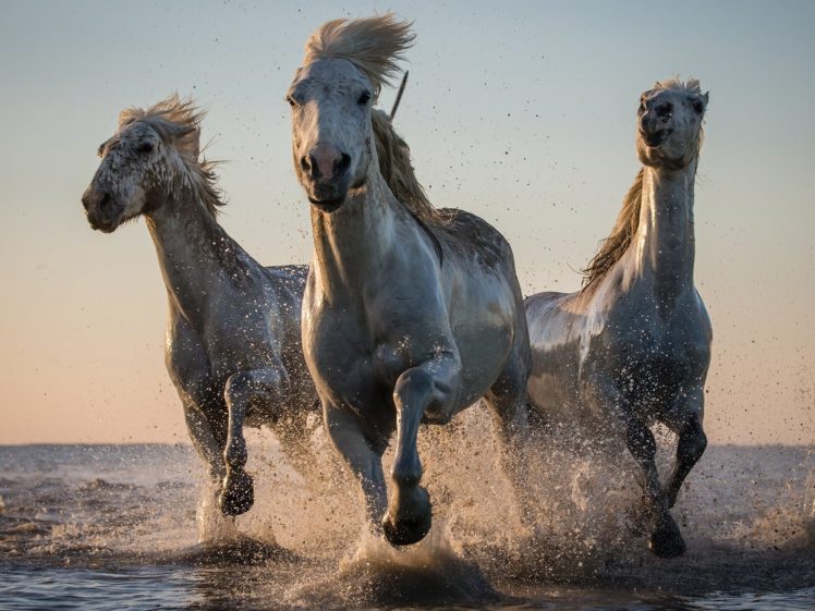 horse, Drops, Ocean, Sea, Lake, River HD Wallpaper Desktop Background