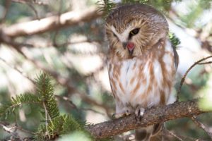 north, American, Boreal, Owl, Boreal, Owl, Owl, Bird, Branch, Forest