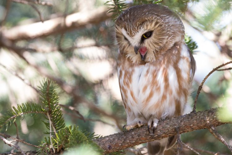 north, American, Boreal, Owl, Boreal, Owl, Owl, Bird, Branch, Forest HD Wallpaper Desktop Background