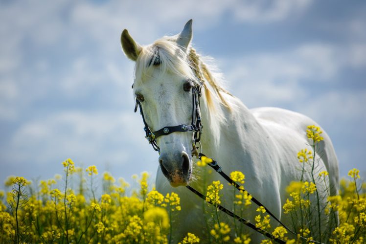 horse, Field, Meadow, Flowers, Flower, Mood HD Wallpaper Desktop Background