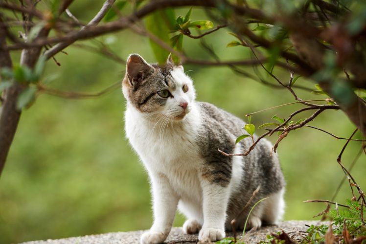 cat, Kitten, Branches, Baby HD Wallpaper Desktop Background