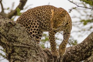 leopard, Tree, Predator