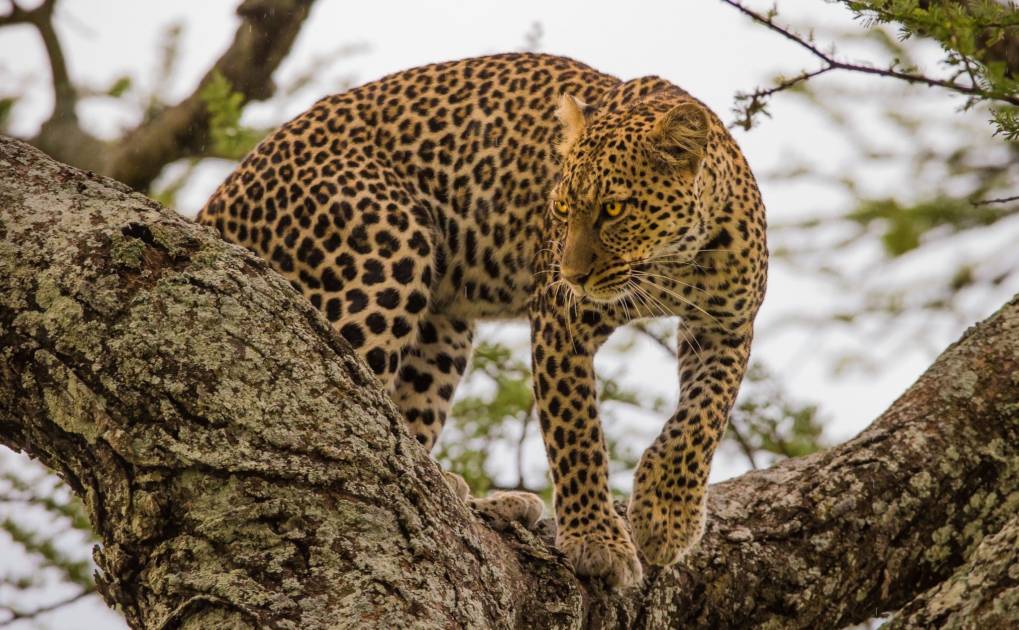 leopard, Tree, Predator Wallpaper