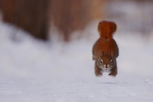 squirrel, Running, Winter, Snow