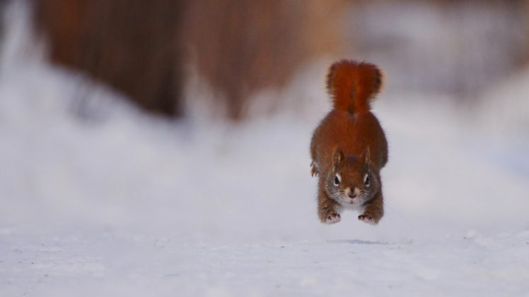 squirrel, Running, Winter, Snow HD Wallpaper Desktop Background