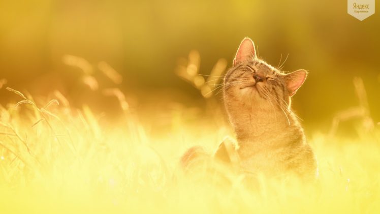 cat, Fun, Mood, Happy HD Wallpaper Desktop Background