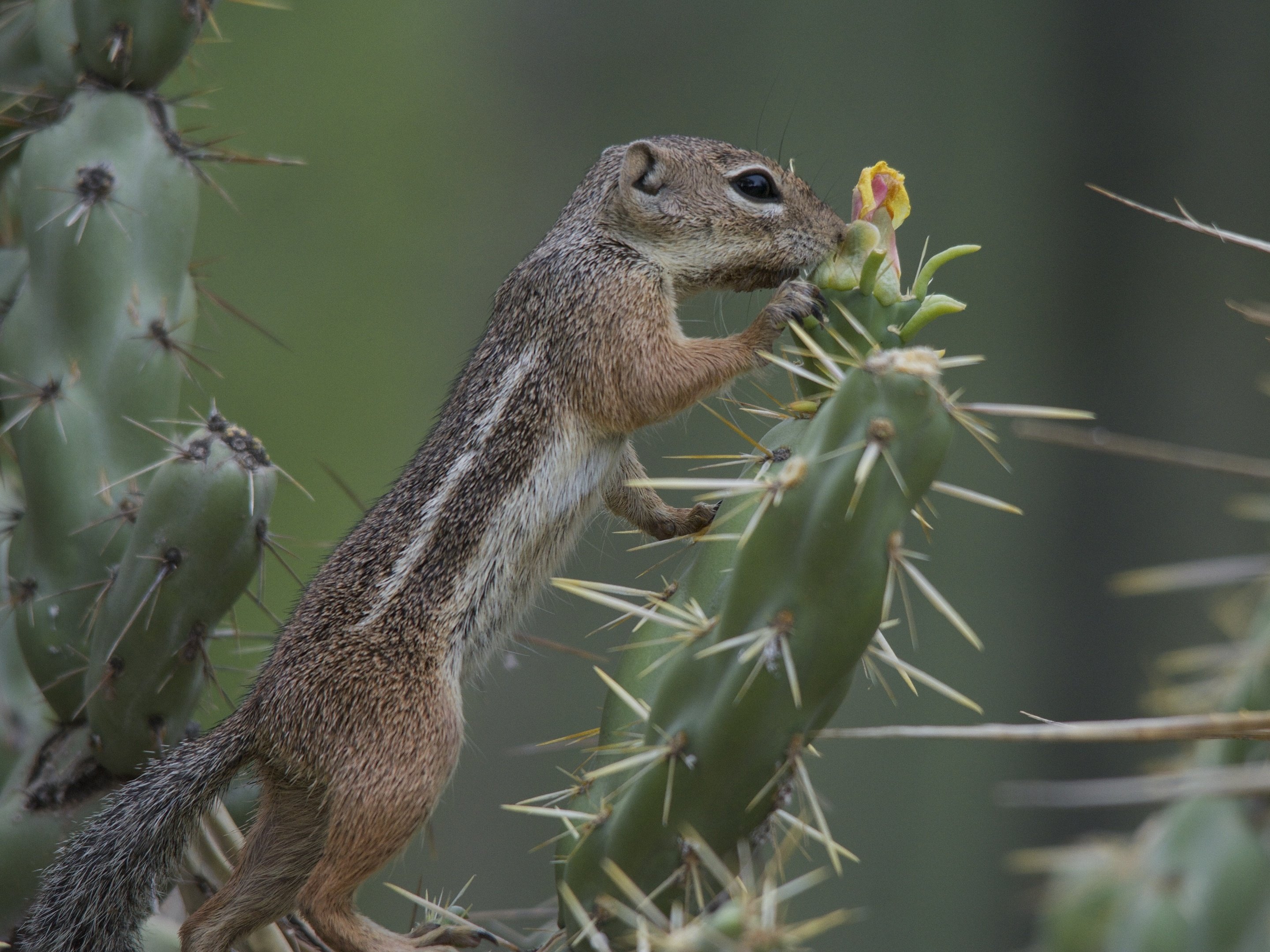 harris, Antilopovy, Gopher, Gopher, Cactus, Needles, Desert Wallpaper