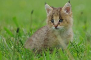 lynx, Cat, Kitten, Baby, Grass