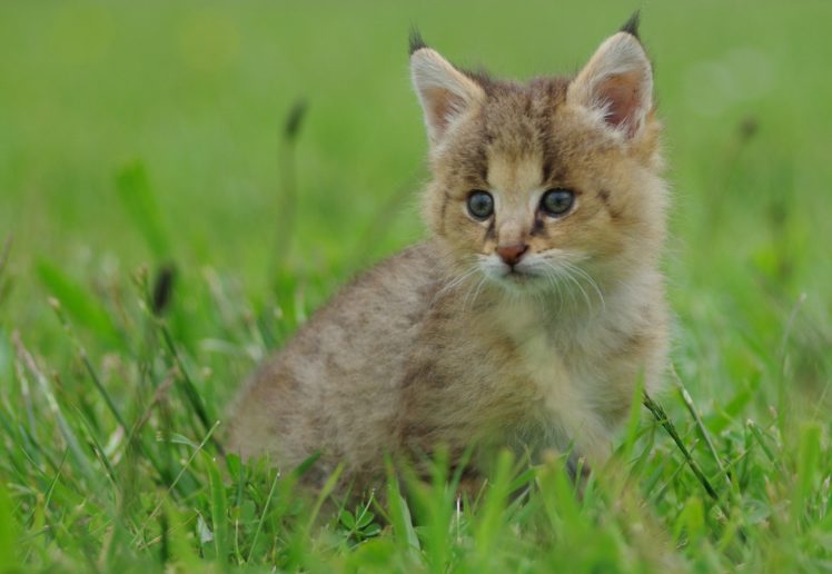 lynx, Cat, Kitten, Baby, Grass HD Wallpaper Desktop Background
