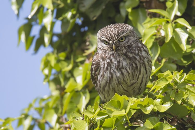 owl, Bird, Branches, Leaves HD Wallpaper Desktop Background