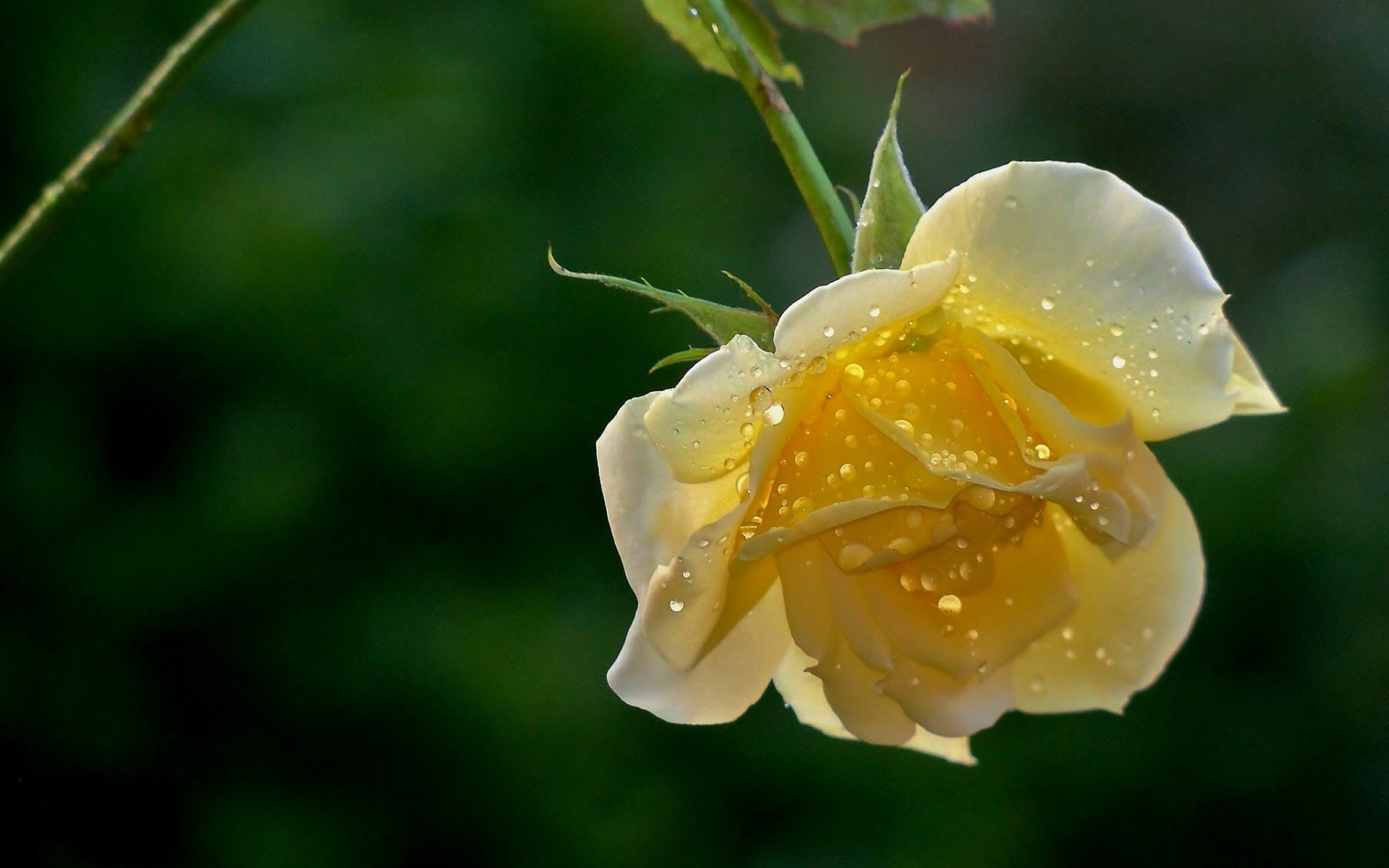 flowers, Drops, Roses Wallpaper