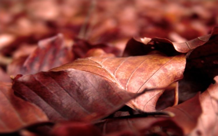 dry, Brown, Leaf HD Wallpaper Desktop Background