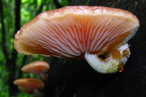 mushroom, Forest, Nature, Landscape