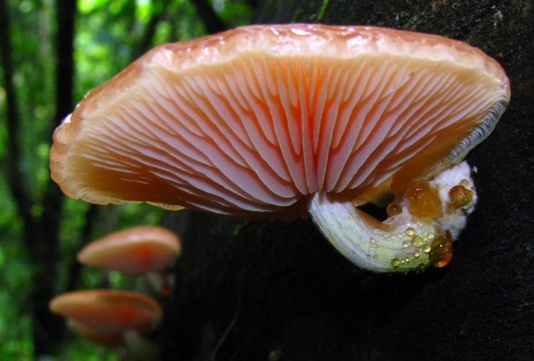 mushroom, Forest, Nature, Landscape HD Wallpaper Desktop Background