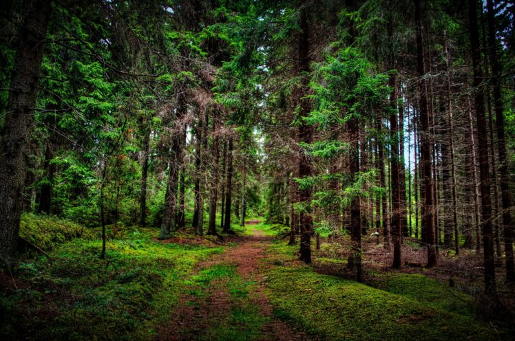pine, Path, Forest, Tree HD Wallpaper Desktop Background