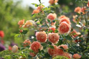 bokeh, Flower, Rose
