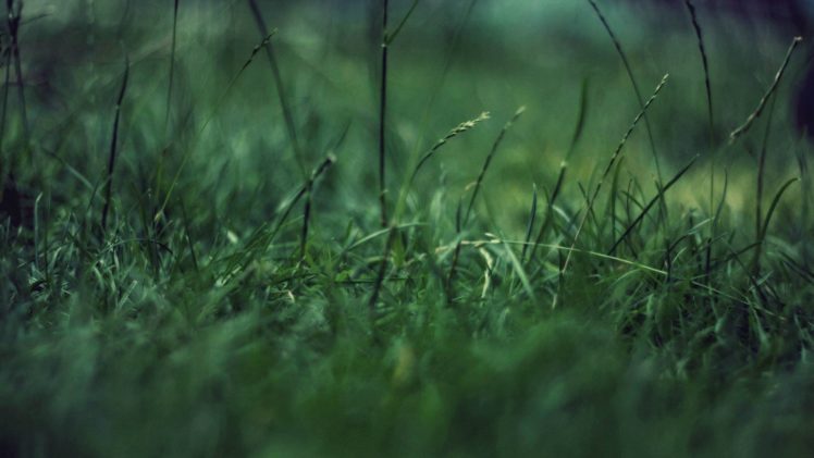 grass, Nature, Close up HD Wallpaper Desktop Background
