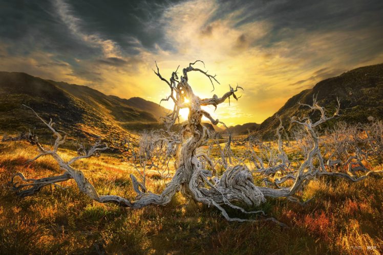 landscape, Hill, Dead, Tree, Patagonia, Chile, Tree, Sunrise, Sun HD Wallpaper Desktop Background