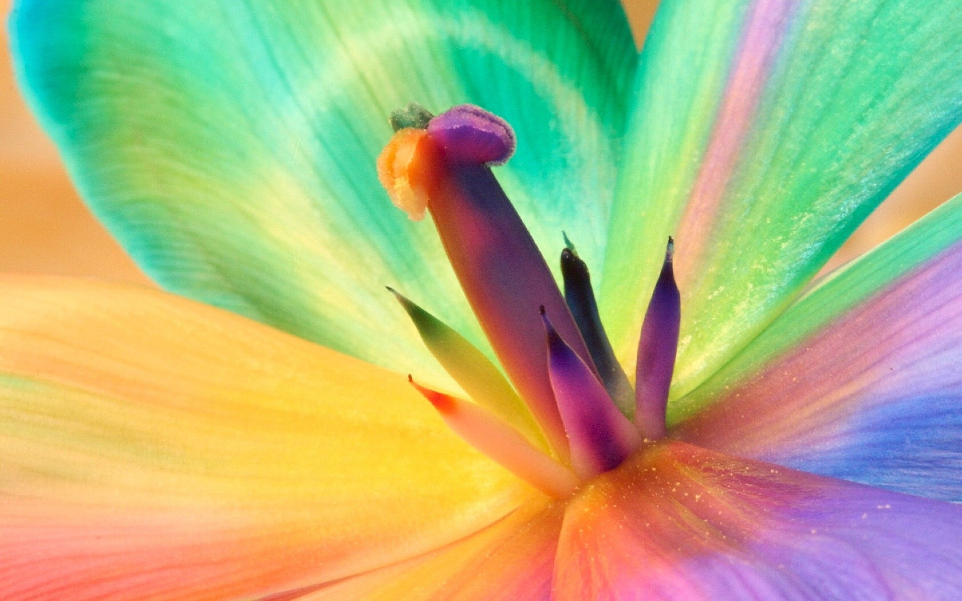 macro, Colorful, Flower, Nature Wallpaper